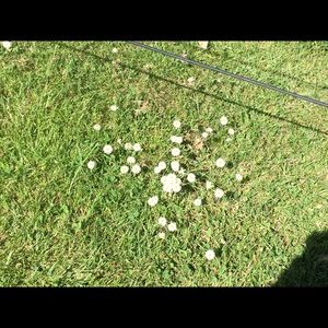 Meet your Posher, Naghmeh